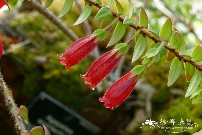 五翅莓Agapetes serpens