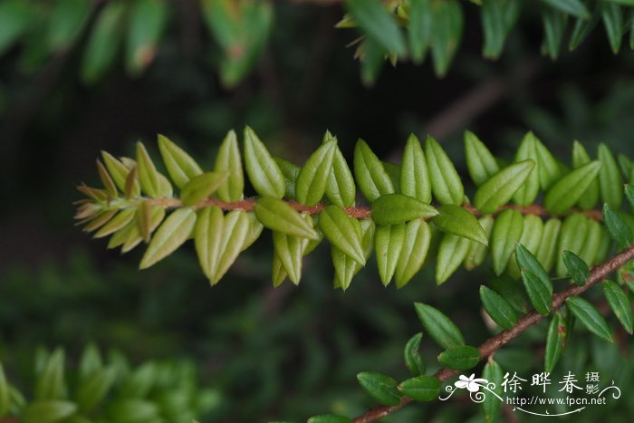 五翅莓Agapetes serpens