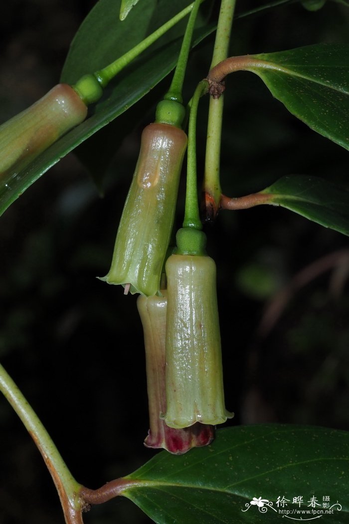 狭花树萝卜Agapetes stenantha