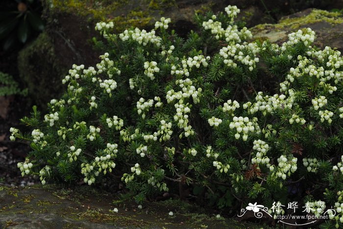 阿留申松毛翠Phyllodoce aleutica