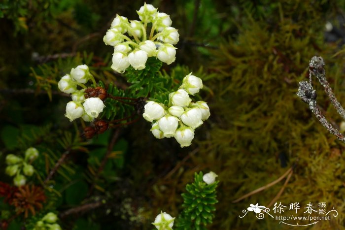 腺花松毛翠Phyllodoce glanduliflora