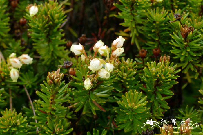 腺花松毛翠Phyllodoce glanduliflora