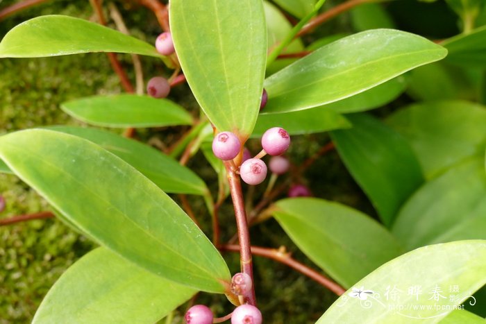 婆罗洲腺叶莓Costera endertii