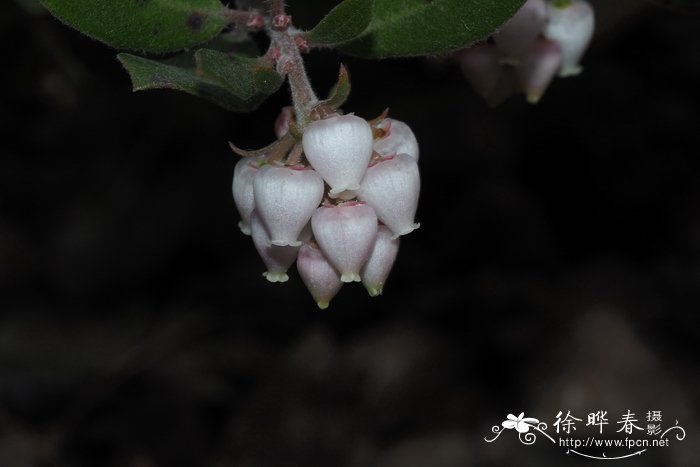 密花熊果Arctostaphylos densiflora