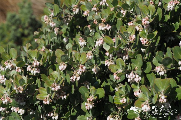 密花熊果Arctostaphylos densiflora
