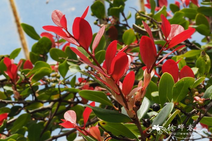 顶苞越橘Vaccinium acrobracteatum