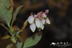 '阿玛' 蓝莓Vaccinium corymbosum 'Ama'