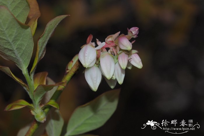 '阿玛' 蓝莓Vaccinium corymbosum 'Ama'