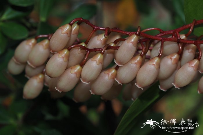 紫荆叶越橘Vaccinium cercidifolium