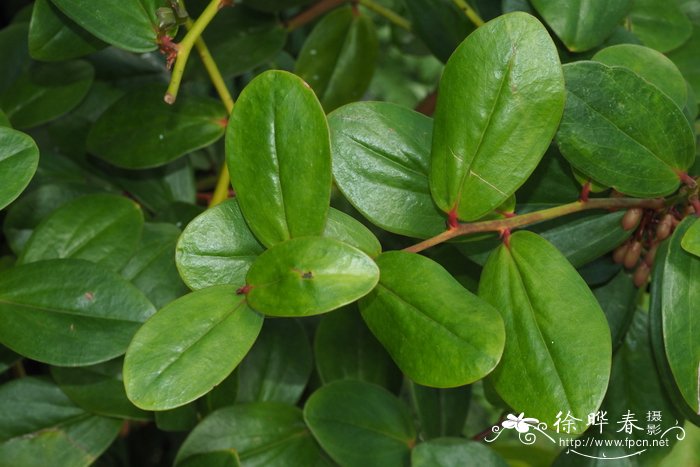 紫荆叶越橘Vaccinium cercidifolium