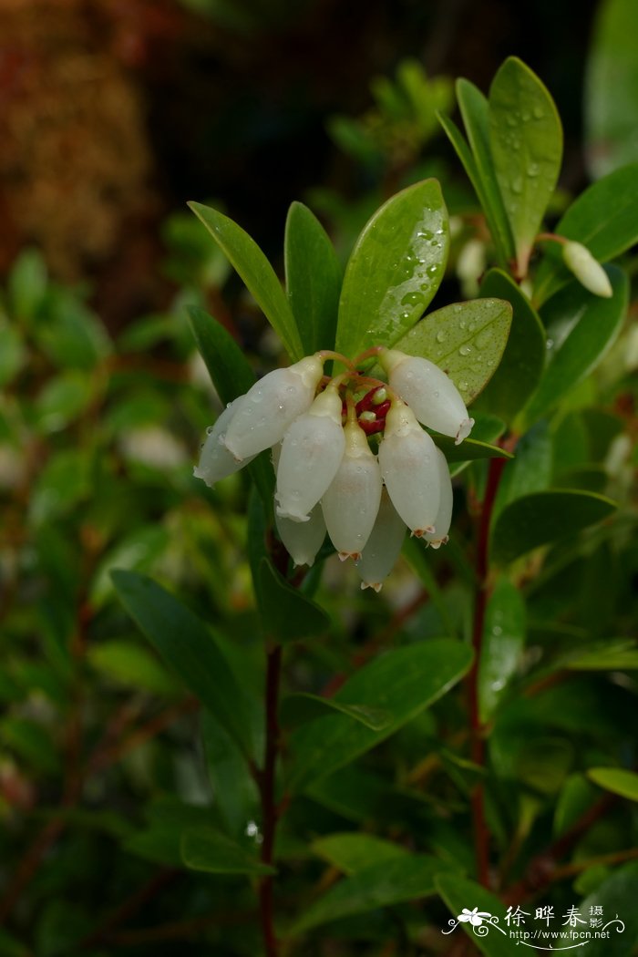 克莱思越橘Vaccinium clementis