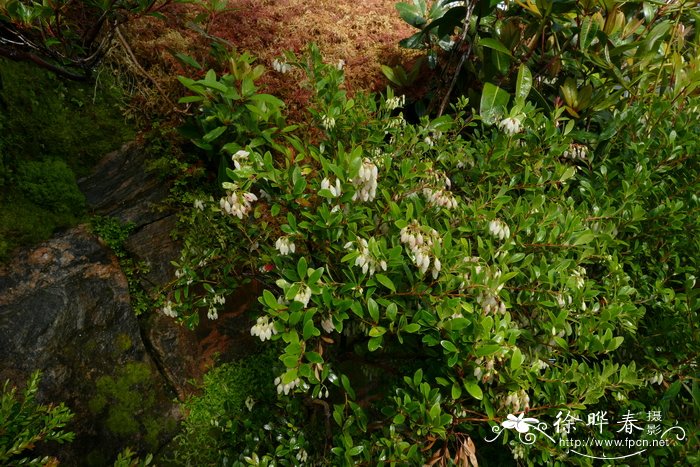 克莱思越橘Vaccinium clementis