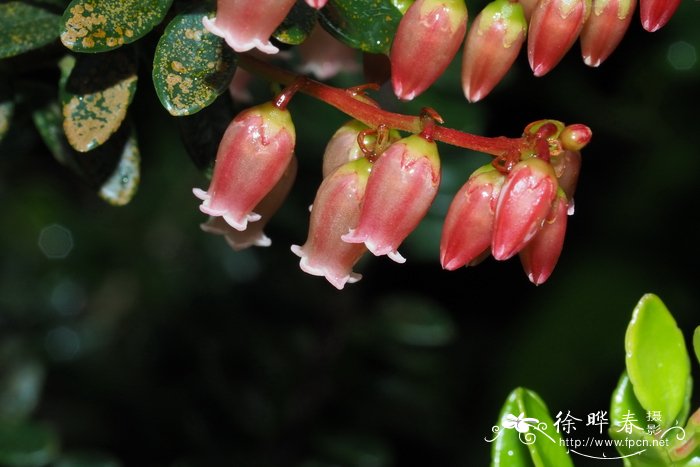 革叶越橘Vaccinium coriaceum