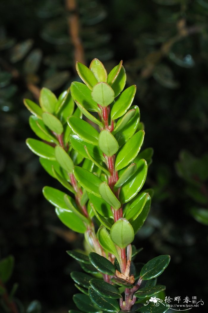 革叶越橘Vaccinium coriaceum