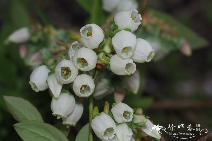 '科维尔' 蓝莓Vaccinium corymbosum 'Coville'