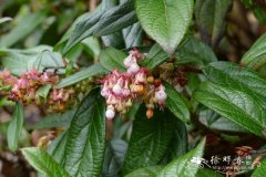 '相册'小果红莓苔子 Vaccinium microcarpum 'Album'