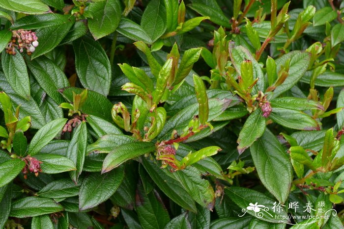 '相册'小果红莓苔子 Vaccinium microcarpum 'Album'