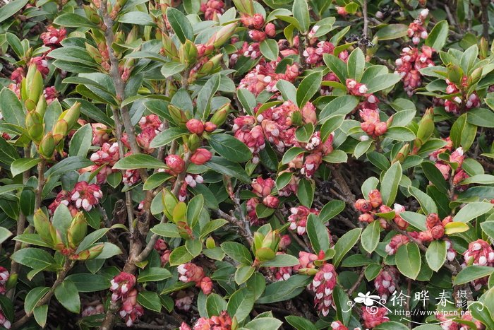 荚蒾叶越橘Vaccinium sikkimense