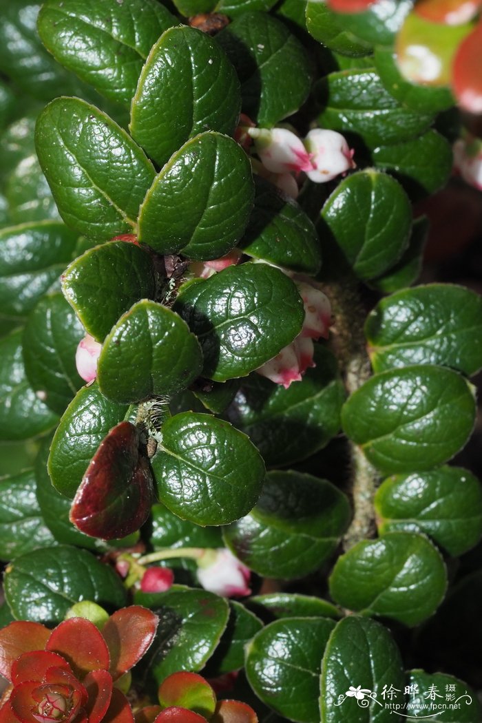 抱石越橘Vaccinium nummularia