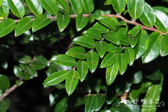 倒卵叶越橘Vaccinium ovatum