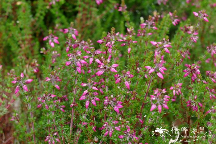 '爱福先生'帚石南Calluna vulgaris 'Mrs Alf'