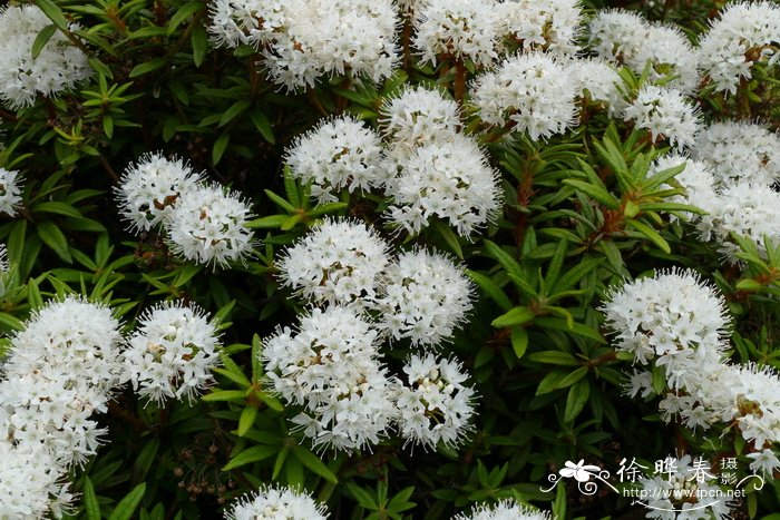 加茶杜香Ledum groenlandicum