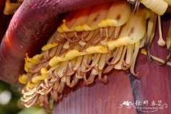 千层蕉，千指蕉 Musa chiliocarpa（ Musa 'Thousand Fing