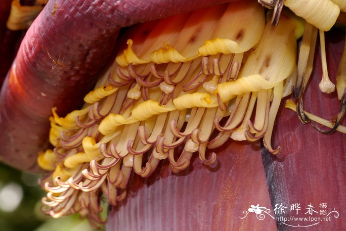 千层蕉，千指蕉 Musa chiliocarpa（ Musa 'Thousand Fing