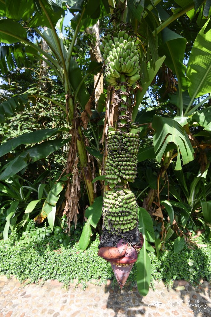 千层蕉，千指蕉 Musa chiliocarpa（ Musa 'Thousand Fing