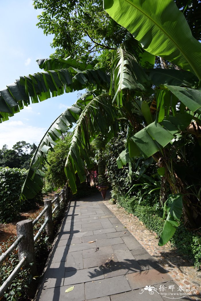 千层蕉，千指蕉 Musa chiliocarpa（ Musa 'Thousand Fing