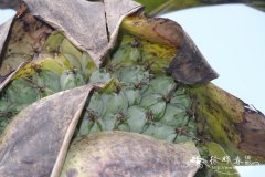 象腿蕉 Ensete glaucum