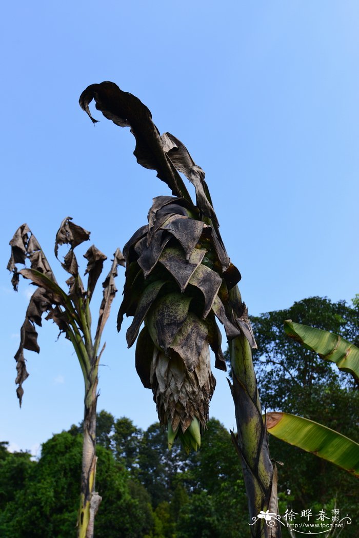象腿蕉 Ensete glaucum