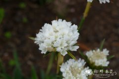 宽叶海石竹  Armeria pseudarmeria