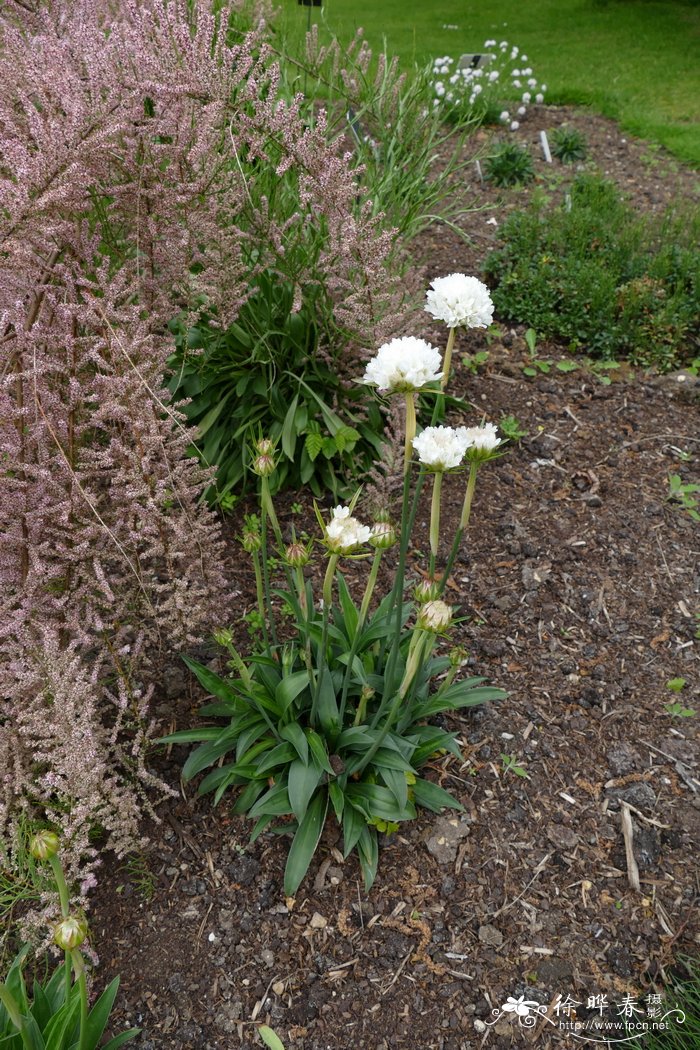 宽叶海石竹  Armeria pseudarmeria