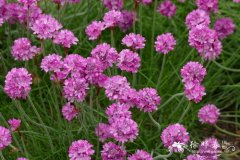 光亮海石竹Armeria splendens