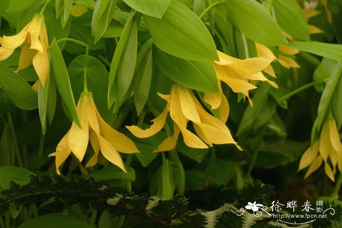 大花宝铎花,大花垂铃儿 Uvularia grandiflora