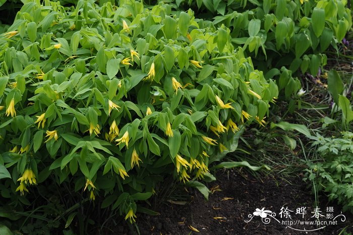 大花宝铎花,大花垂铃儿 Uvularia grandiflora