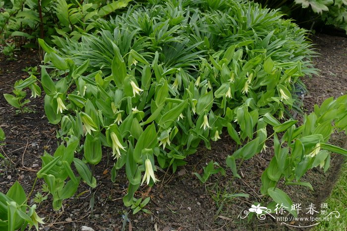 垂铃儿Uvularia perfoliata