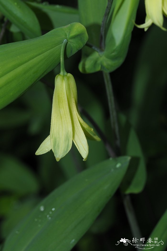 垂铃儿Uvularia perfoliata