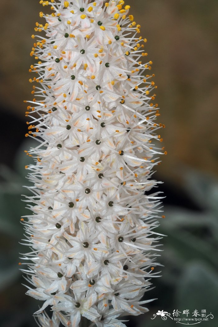 禾叶粗尾草 Bulbinella graminifolia