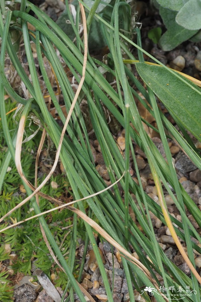 禾叶粗尾草 Bulbinella graminifolia