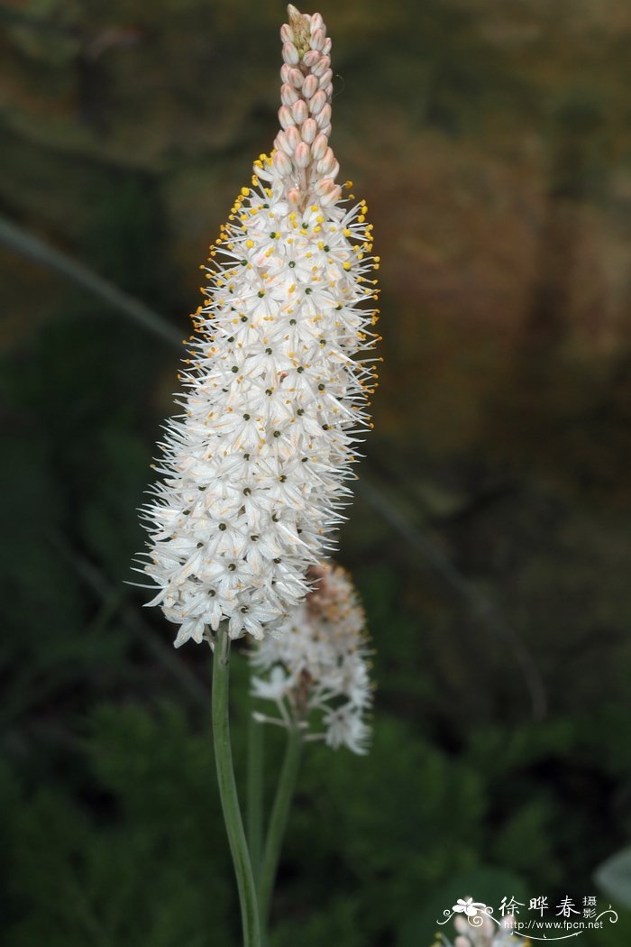 禾叶粗尾草 Bulbinella graminifolia