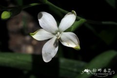 加拉巴特吊兰Chlorophytum gallabatense