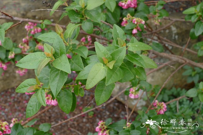 瓦拉木Vallea stipularis