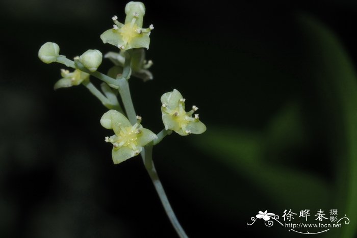 樟叶木防已Cocculus laurifolius