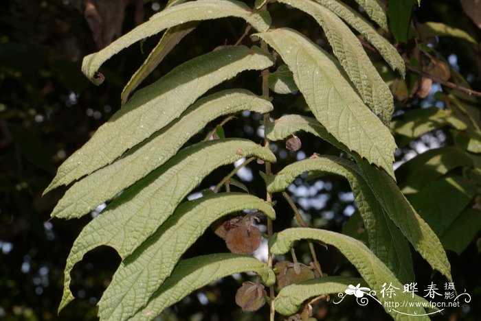 耳叶一担柴Colona auriculata