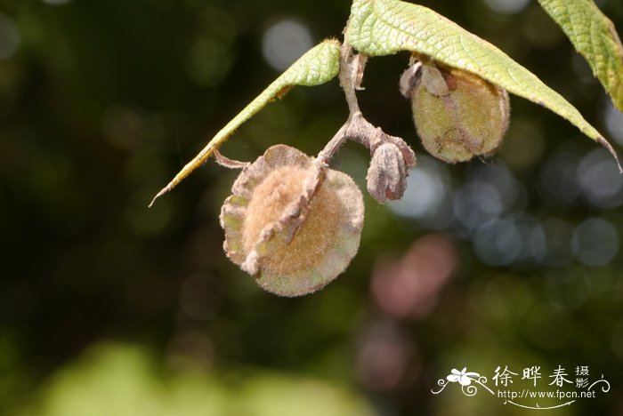 耳叶一担柴Colona auriculata