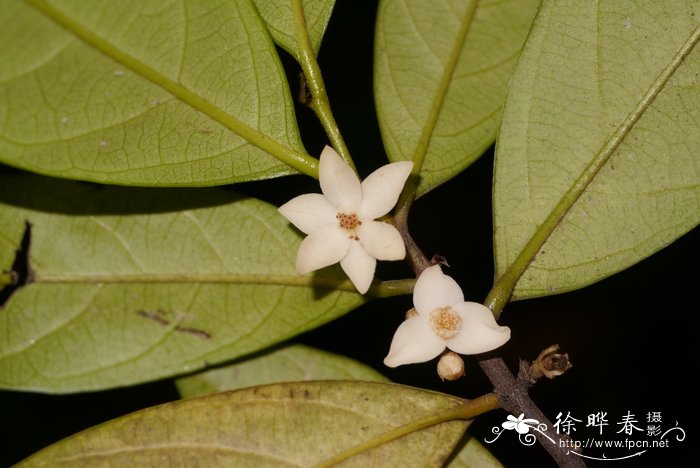 海岛木Trivalvaria costata