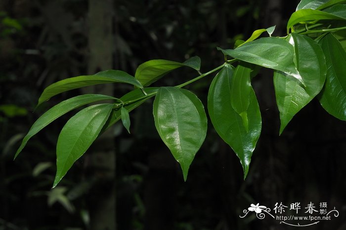 樟叶木防已Cocculus laurifolius