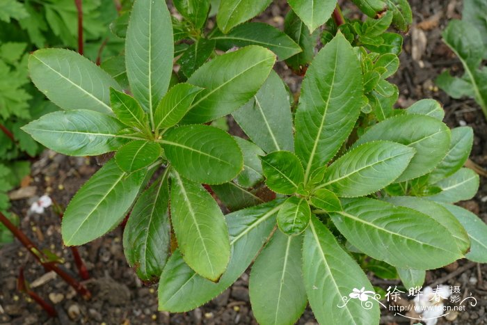灌木凤仙花Impatiens sodenii